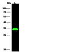 Ephrin B1 Antibody in Western Blot (WB)