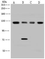 eIF3b Polyclonal Antibody