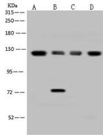 eIF3b Antibody in Western Blot (WB)