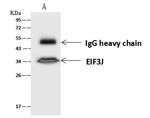 eIF3j Antibody in Immunoprecipitation (IP)