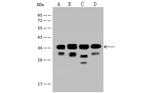 eIF3j Antibody in Western Blot (WB)