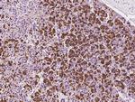 eIF3j Antibody in Immunohistochemistry (Paraffin) (IHC (P))