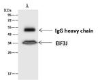 eIF3j Antibody in Immunoprecipitation (IP)