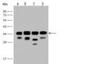 eIF3j Antibody in Western Blot (WB)
