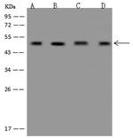 eIF4A3 Polyclonal Antibody