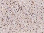 eIF6 Antibody in Immunohistochemistry (Paraffin) (IHC (P))