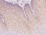 eIF6 Antibody in Immunohistochemistry (Paraffin) (IHC (P))