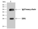 eIF6 Antibody in Immunoprecipitation (IP)