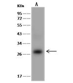 eIF6 Antibody in Western Blot (WB)