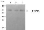 ENO3 Antibody in Immunoprecipitation (IP)