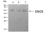 ENO3 Antibody in Immunoprecipitation (IP)