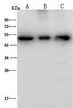 ENO3 Antibody in Western Blot (WB)