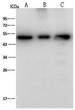 ENO3 Polyclonal Antibody