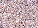 EPS15 Antibody in Immunohistochemistry (Paraffin) (IHC (P))