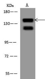 EPS15 Antibody in Western Blot (WB)