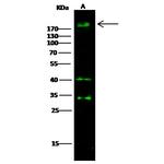 ErbB3 Polyclonal Antibody