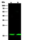 FABP4 Antibody in Western Blot (WB)