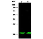 FABP4 Antibody in Western Blot (WB)