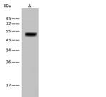 FADS3 Antibody in Western Blot (WB)