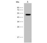 FADS3 Antibody in Western Blot (WB)