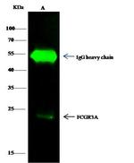 FCGR3A Antibody in Immunoprecipitation (IP)