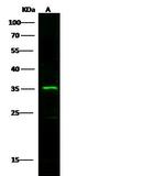 FCGR3A Antibody in Western Blot (WB)