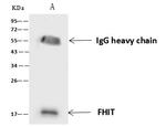 FHIT Antibody in Immunoprecipitation (IP)