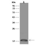 FHIT Antibody in Western Blot (WB)