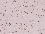 FKBP5 Antibody in Immunohistochemistry (Paraffin) (IHC (P))
