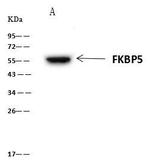 FKBP5 Antibody in Immunoprecipitation (IP)