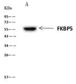 FKBP5 Antibody in Immunoprecipitation (IP)