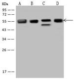 FKBP5 Antibody in Western Blot (WB)
