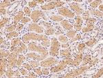 FNIP2 Polyclonal Antibody