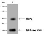 FNIP2 Antibody in Immunoprecipitation (IP)