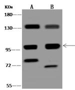 FNIP2 Antibody in Western Blot (WB)