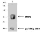 FOXK1 Antibody in Immunoprecipitation (IP)