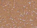 GAP43 Antibody in Immunohistochemistry (Paraffin) (IHC (P))