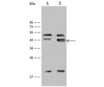 GATA4 Polyclonal Antibody
