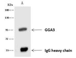 GGA3 Antibody in Immunoprecipitation (IP)