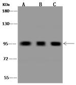 GGA3 Antibody in Western Blot (WB)
