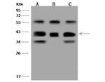 GNB5 Polyclonal Antibody