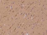 GRASP65 Antibody in Immunohistochemistry (Paraffin) (IHC (P))