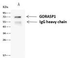 GRASP65 Antibody in Immunoprecipitation (IP)
