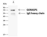 GRASP65 Antibody in Immunoprecipitation (IP)