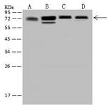 GRASP65 Antibody in Western Blot (WB)