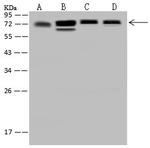 GRASP65 Antibody in Western Blot (WB)