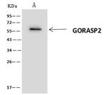 GRASP55 Antibody in Immunoprecipitation (IP)