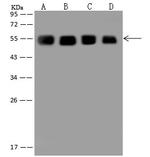GRASP55 Antibody in Western Blot (WB)