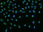 GOSR1 Antibody in Immunocytochemistry (ICC/IF)