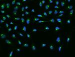 GOSR1 Antibody in Immunocytochemistry (ICC/IF)